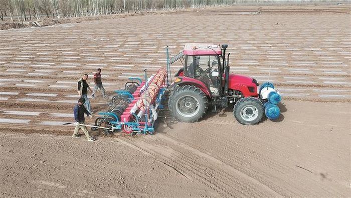     在三师伽师总场三连，种植户进行棉花套种孜然机械化播种作业（摄于4月5日）。    田建忠  摄