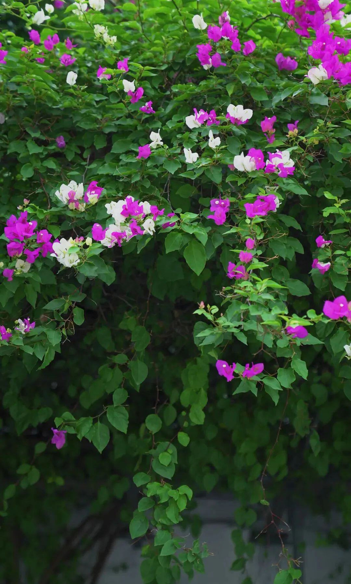 李翎 闫蕾 王世蕊 摄