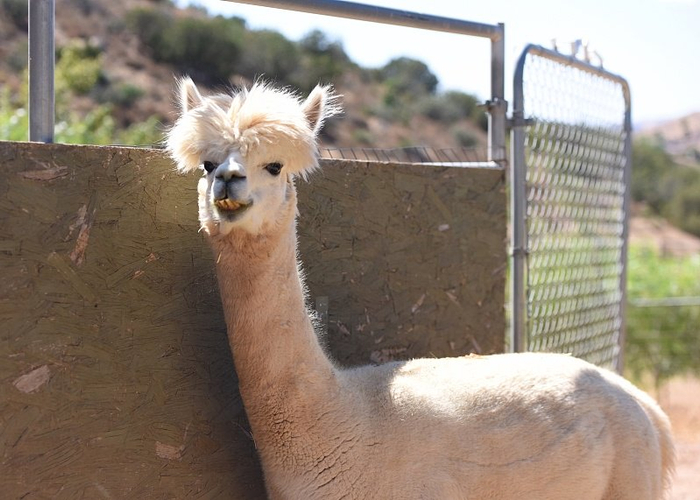牛"中招"后 美国首次在羊驼体内发现禽流感病毒