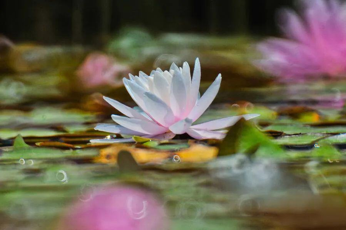 勐景来景区 供图