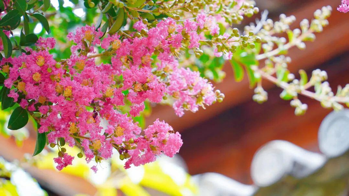 许玲静 白雁春 摄