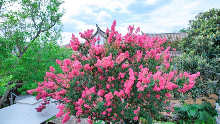 许玲静 白雁春 摄