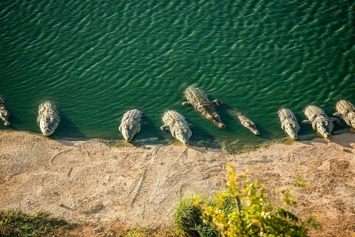 　　基地内养殖的鳄鱼。东方市融媒体中心 摄