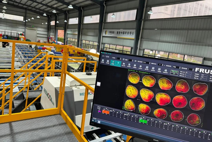 黄其超的荔枝产业化厂房，正在用AI视觉技术筛选荔枝 刘浩 摄