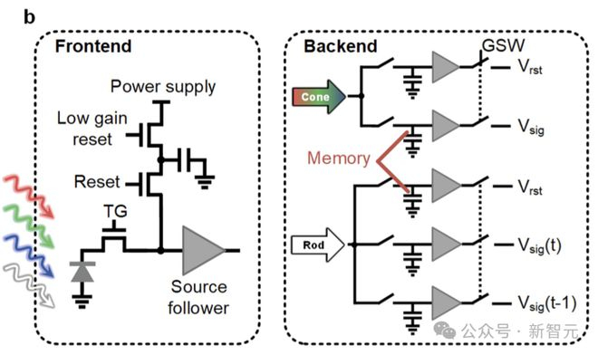 视锥细胞和视杆细胞的像素示意图