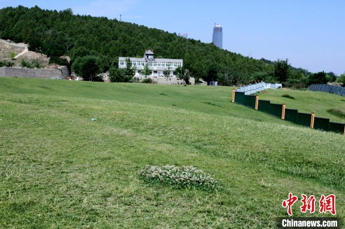 5月30日，位于山东省济南市的菠萝山大草坪。孙婷婷摄