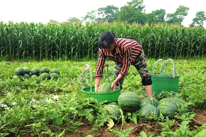     瓜农忙着将采摘好的西瓜装筐    本报通讯员王丽霞 摄