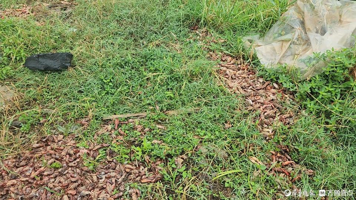 养殖户王先生池塘里的死虾