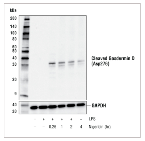 Fig.3 不同诱导处理对GSDMD-N的影响