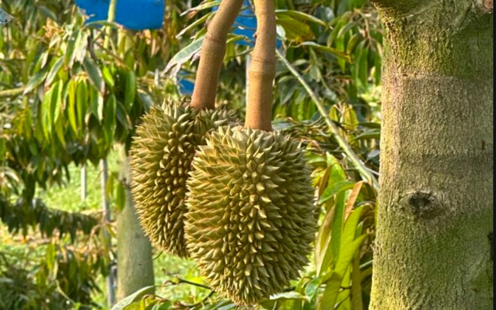 国产榴莲。 受访者供图