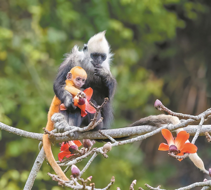 在广西崇左白头叶猴国家级自然保护区，白头叶猴母子在采食花蜜。吴兆荣 摄
