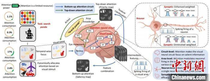 本次研究基于的人脑中的注意力机制示意图。中国科学院自动化研究所/供图