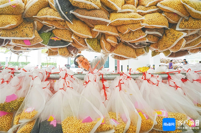 三亚市崖州湾科技城南繁服务站，工作人员正对成熟的各品种大豆进行分类打包。资料图