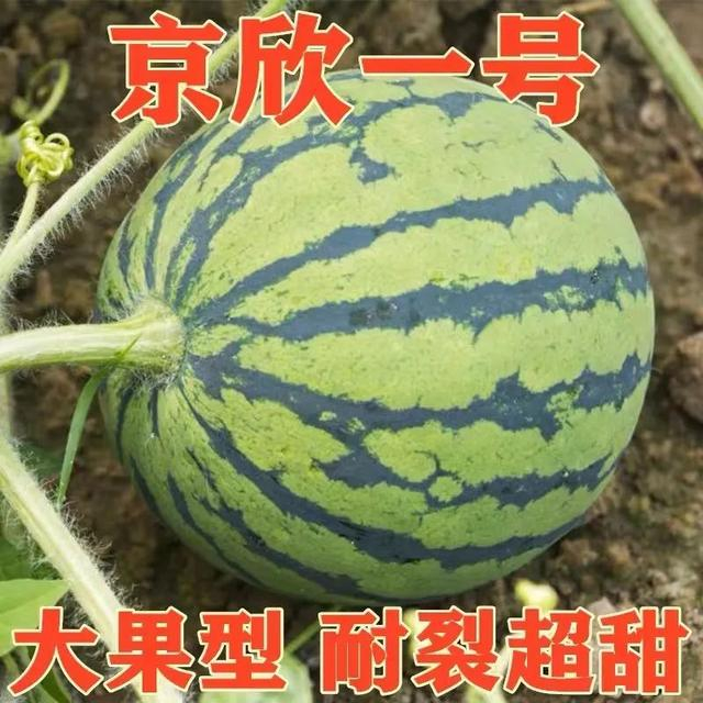 网上卖的都是种子，别整错了！图片来自淘宝