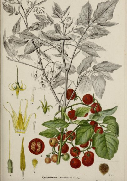 醋栗番茄（Solanum pimpinellifolium）它是所有西红柿的野生祖先。图片来源：wikimedia
