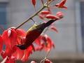 【融媒体中心新闻播报】普安县田坝村发现国家“三有”保护鸟类——蓝喉太阳鸟