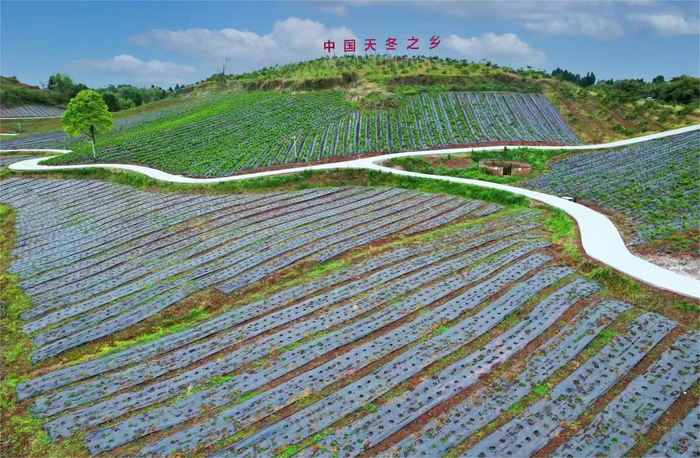 位于东兴区郭北镇的天冬核心种植区。（受访单位供图）