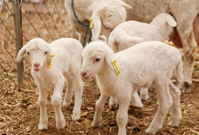 母羊一胎可产3-4只羊羔。
