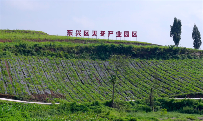 内江市东兴区天冬产业园区的天冬长势良好。（记者袁波摄）