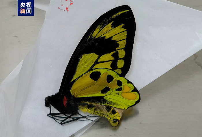 △悌鸟翼凤蝶标本