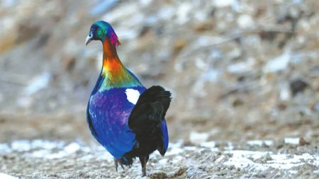 绿尾虹雉 朱任超 摄