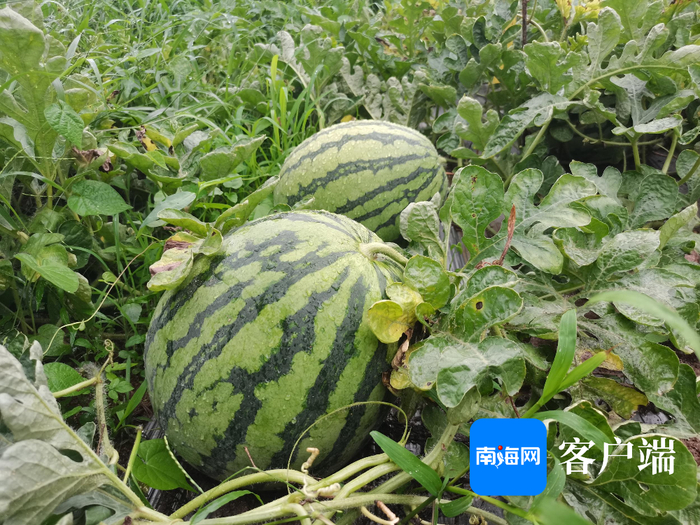 三亚榴莲林里套种的西瓜。记者 利声富 摄