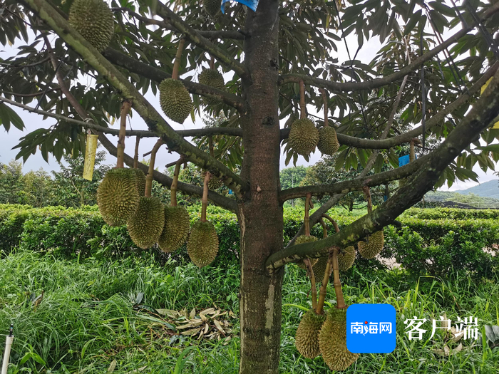 三亚市育才生态区已挂果的榴莲。记者 利声富 摄