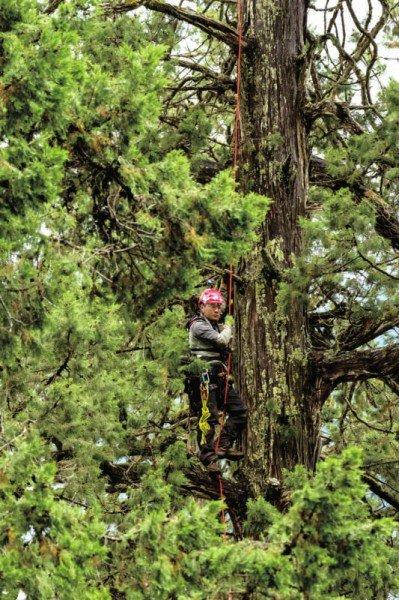 钟鑫在巨树上采集野生植物种质资源。受访者供图