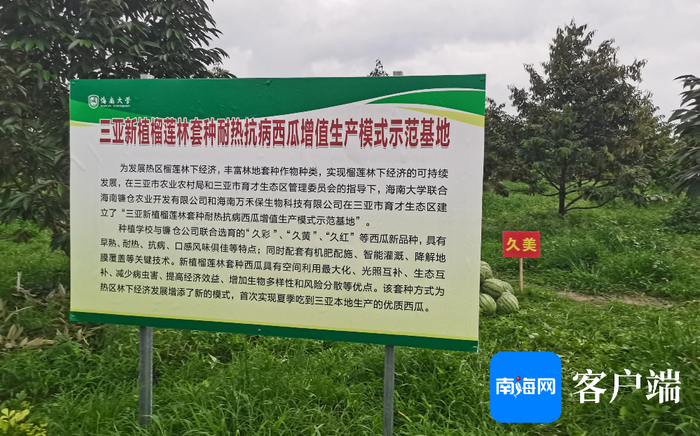 　　三亚新植榴莲林套种西瓜示范基地。记者 利声富 摄