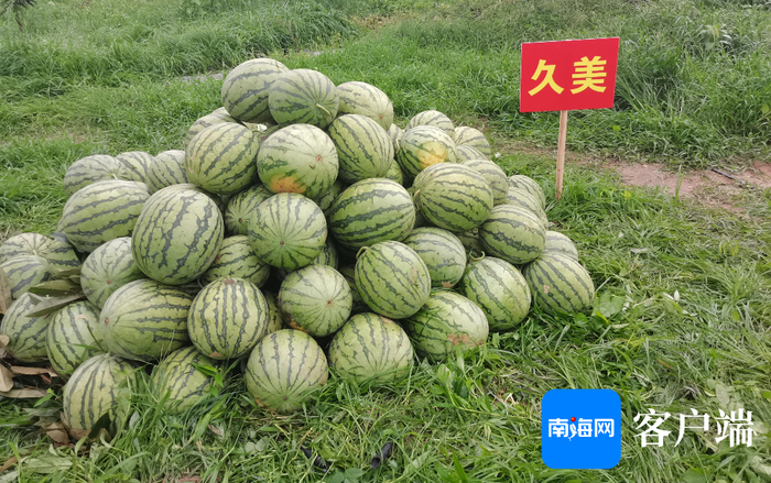 　　三亚榴莲林里套种的西瓜。记者 利声富 摄