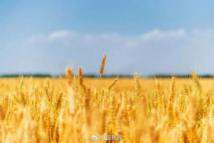 忙碌生活，也要关爱自己 梅雨 时节 芒种 节气 麦子 谚语 气候 帽檐 物候 气团 sina.cn 第4张