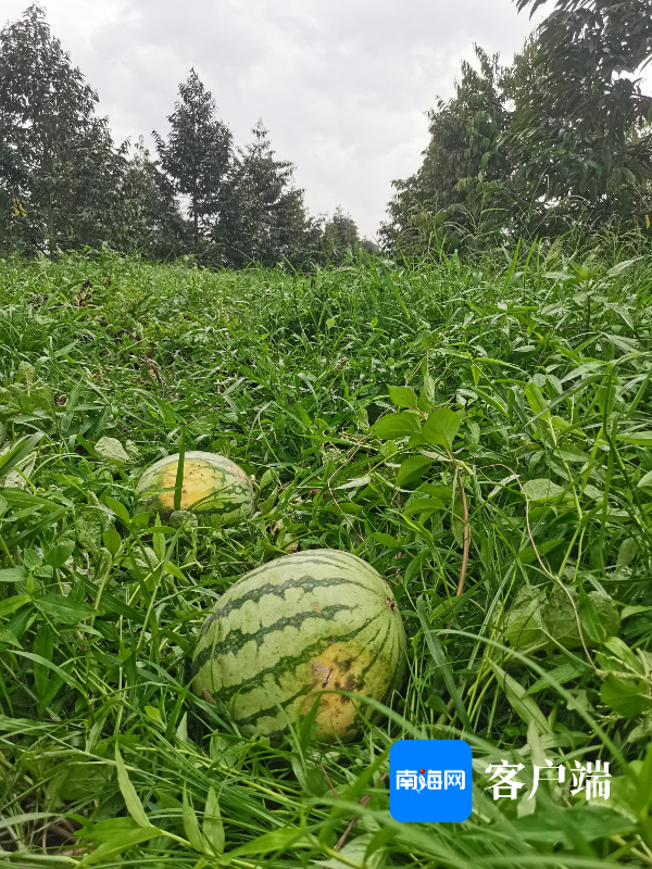 三亚榴莲林里套种的西瓜。记者 利声富 摄