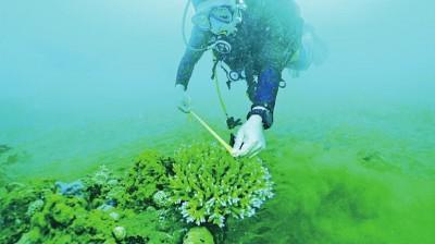 罗杰在收集珊瑚生长数据。受访者供图