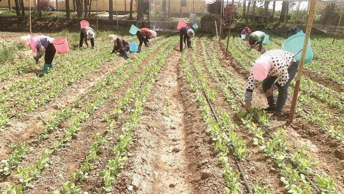 农户们采收豆苗。图片由受访者提供