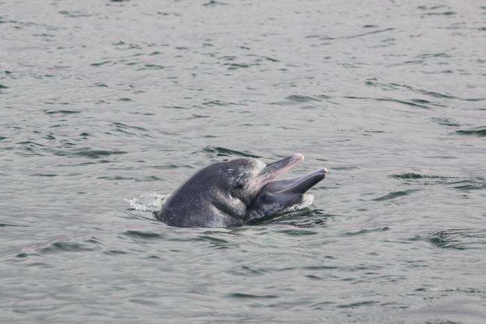 新华全媒 丨法国女科学家与中华白海豚的环保情缘