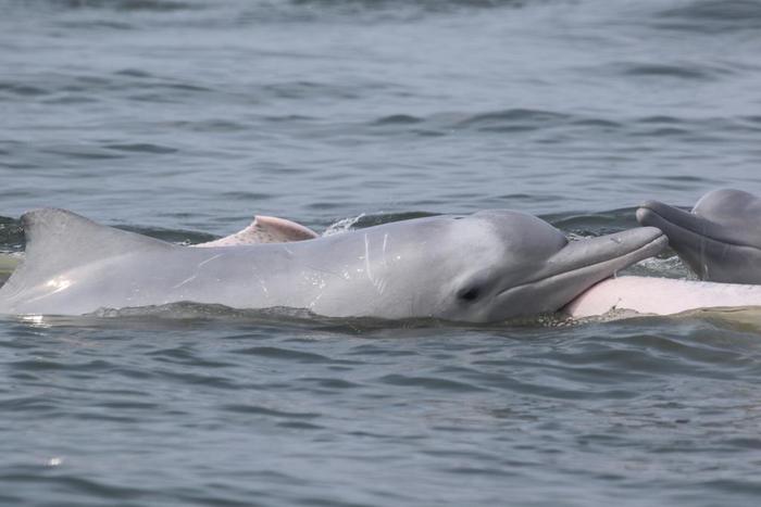 5月7日在广东珠海一处海域拍摄的中华白海豚。