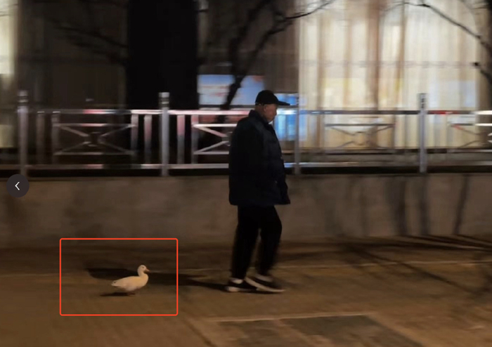 那些曾经被视为小众的宠物，今天看来都显得不足为奇。