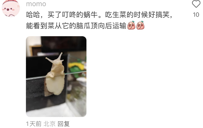 “哪怕只是买菜时顺手买了寄居蟹，我的生活都好像有了变化，生活多了一种陪伴，苦涩和困难的日子也能得到鼓励和安慰。”