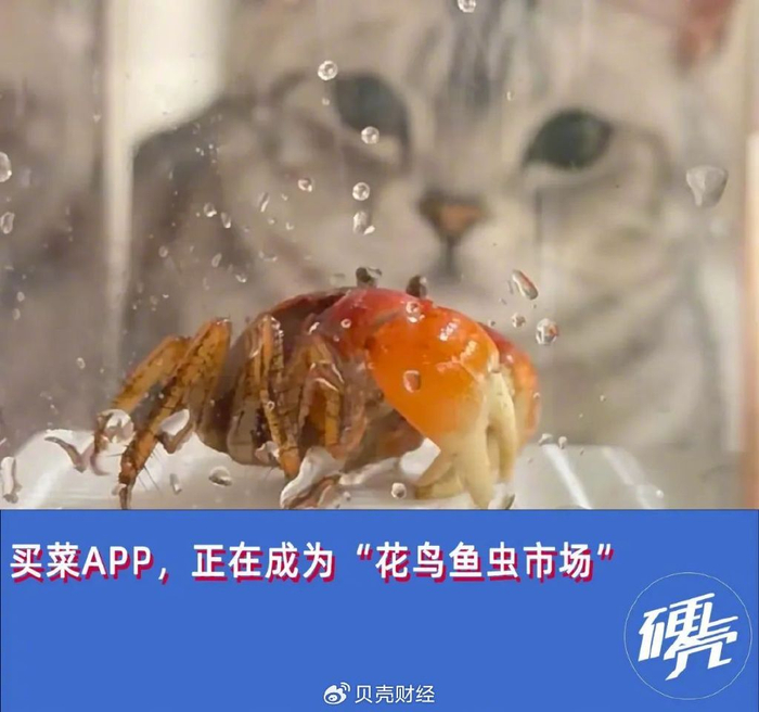 时至今日，人们养宠的范畴早已不止猫狗。