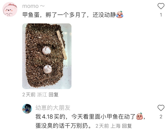 很快这种业务改变了大家购买宠物的方式，传统印象里人们买宠物都是去花鸟鱼虫市场，找到有眼缘的小动物带回家。