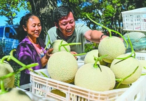 　呼和浩特市赛音农业种植专业合作社的网纹瓜上市。