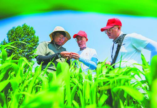 　内蒙古农牧业科学院谷子课题组成员查看谷子长势。