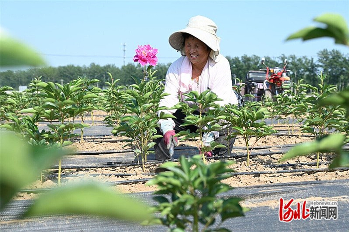 5月21日，雄县大营镇国家现代农业产业园区——良好农业示范区内，当地村民正在芍药园区管护苗株。 河北日报记者曹铮摄