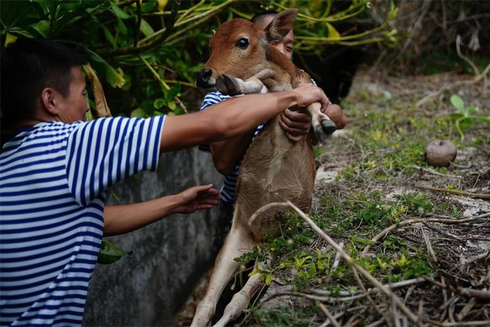 图① 东岛官兵救治野牛。本报通讯员 周思鸿 摄