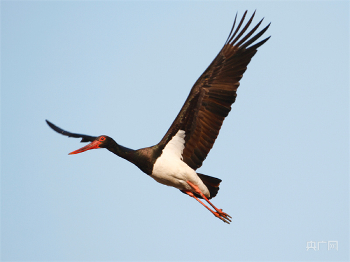 世界环境日|从到访丹江湿地的鸟中"国宝" 见证水源地生态环境的稳中向