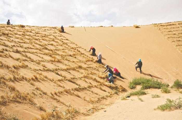 阿拉善大漠中，治沙人正在扎制草方格。