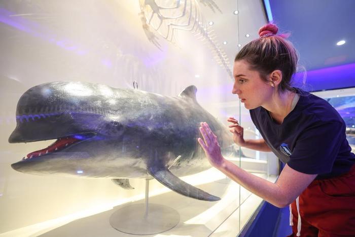 2月27日，阿加莎在中国科学院深海科学与工程研究所的鲸豚标本馆里。