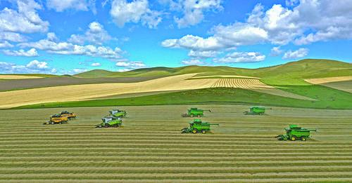 　呼伦贝尔农垦集团进行机械化秋收。王敏摄