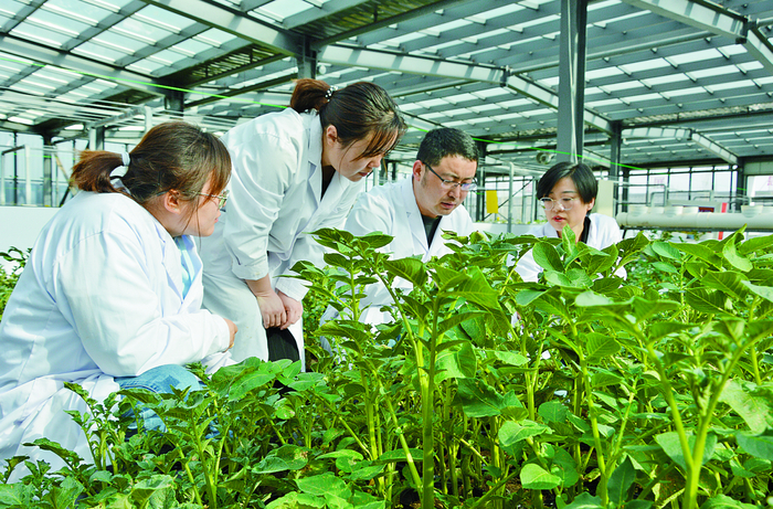　位于乌兰察布市四子王旗的内蒙古中加农业生物科技有限公司的试验田里，科研人员正在进行田间观察。张蜀雁摄