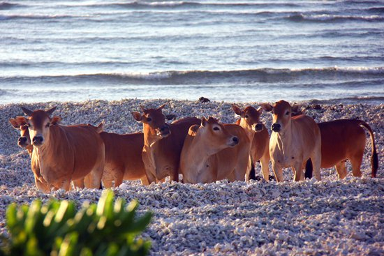 西沙东岛上生活着200多头野牛.西沙守备部队供图